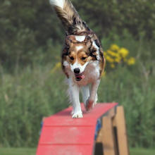 Hond loopt over kattenloop tijdens cursus agility.