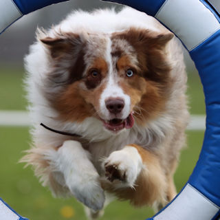 Een merle Australian Shepherd spring door een band