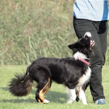 Een hond volgt aandachtig haar handler op een trainingsveld