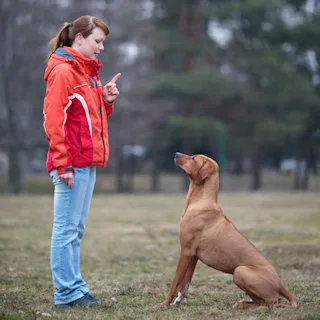 Een vrouw buiten op een veld met bomen op de achtergrond met een Rhodesian Ridgeback die voor haar zit en aandachtig oplet