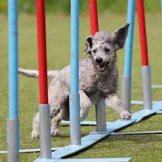 Een kleine grijze Poedel slolomt door de paaltjes tijdens agility training