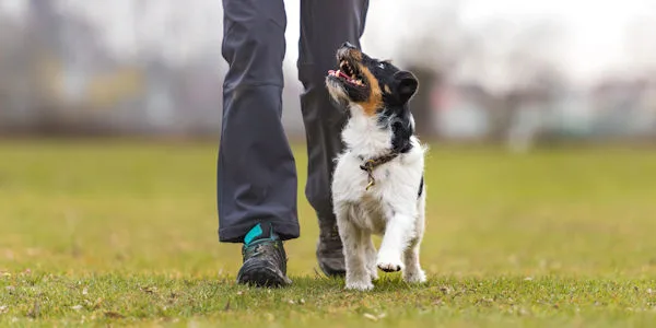 Een terrier loopt aandachtig naast zijn handler op een trainingsveld