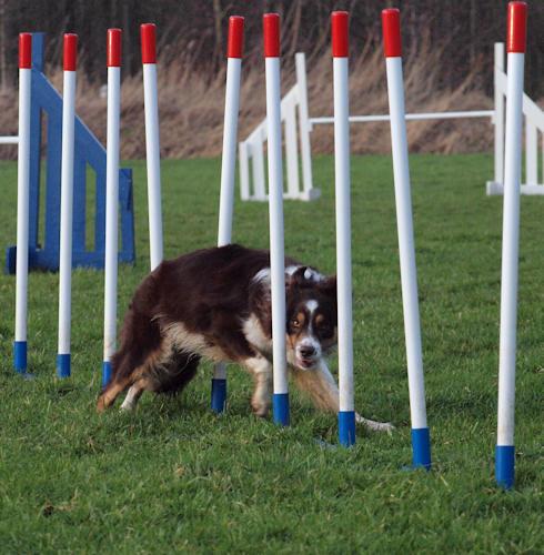 Hond slalomt door agility paaltjes