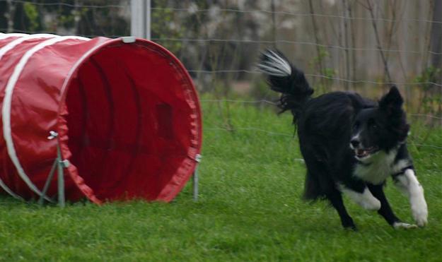 Hond rent uit een agility tunnel